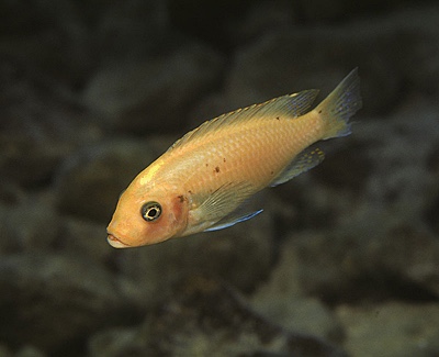 Maylandia estherae 'Nkhungu Reef'